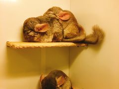 -龙猫仔乐园(惠福东路店)