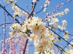 -桃花堤公园