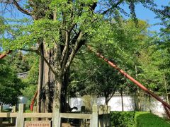 -上海佘山国家森林公园天马山园