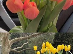 -循礼门鲜花花市(武汉循礼门店)