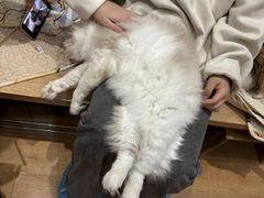 -是阿柴呀！柴犬咖啡·爱喵喵猫咖