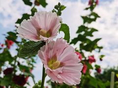 -广西壮族自治区药用植物园