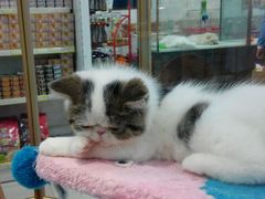 android_upload_pic-乐宠宠物店(世纪金源店)