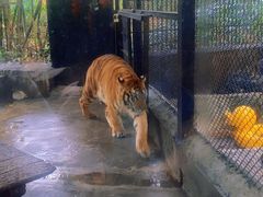-海南热带野生动植物园