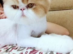 -芭比堂动物医院·犬猫全科·异宠专科(雁塔分院)