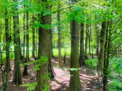 -溱湖国家湿地公园