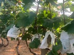 -马陆小张葡萄园农家乐