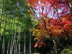 -常寂光寺