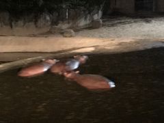 -清迈夜间动物园