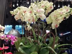 -杭州街角花屋花店(闻堰店)