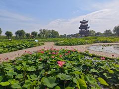 -荷花大观园