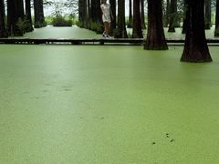 -渌洋湖湿地公园