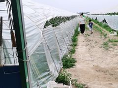 -庞各庄西瓜蔬菜采摘园·锦华瓜园