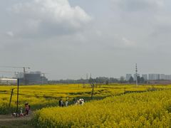 -三圣花乡旅游区