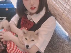 -南京Hallo宠物乐园·哈罗犬舍·柴犬繁育基地