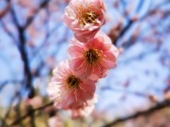 -梅花山(明孝陵内)