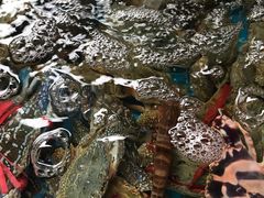 -四川人郑霞海鲜