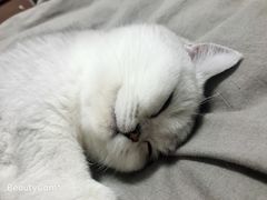 -70cat德文卷毛猫·缅因猫纯种猫舍