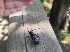 -西湖风景区-江洋畈生态公园