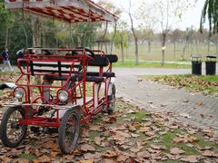 -上海海湾国家森林公园