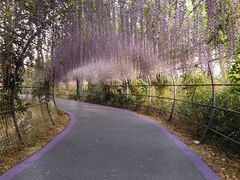 -大塘金香草谷