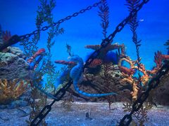 -上海海洋水族馆