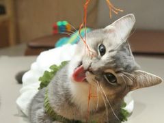 -MOCHA明星猫咖(田子坊店)