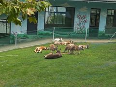 -西霞口神雕山野生动物世界