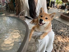 -柴犬高等学院·狗咖·柴犬售卖·宠物训练