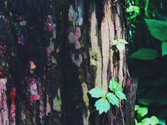 -狼山风景名胜区