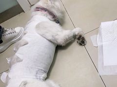 -宠福鑫康馨动物医院·骨科·眼科