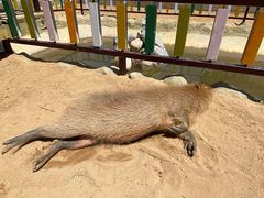 -西霞口神雕山野生动物世界