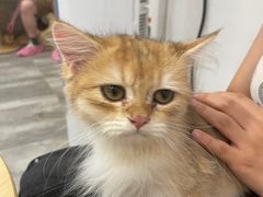 -楼上猫咖(罗湖店)