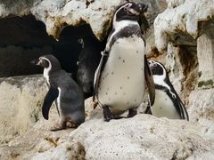 -帝企鹅自助餐厅•儿童岛•真企鹅(长隆企鹅酒店)