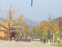 -千年银杏谷文化旅游区