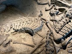 -自贡恐龙博物馆