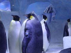 -海合安成都极地海洋公园