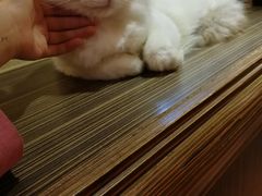 -more than meow吴止猫主题餐厅(承德 中船汇店)