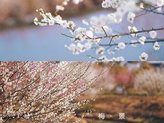 -花开海上生态园