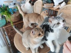 -共舞时光猫咖·狗咖(新街口店)