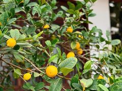 -凤来栖·净庭院·火锅(欧尚店)