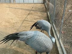 -盐城丹顶鹤湿地生态旅游区