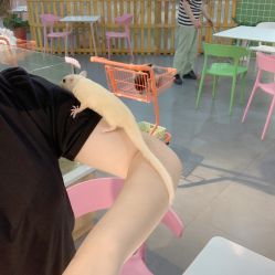 -Moni星球萌宠·小马宝莉·灵蛇·高端高阶全萌宠互动体验俱乐部(红豆国际广场店)