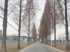 -莲花岛景区