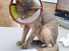 -爱侣宠医·鹦鹉专科·小型哺乳类·异宠专科(灵石路店)