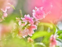 -桃花涧