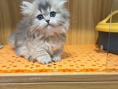 -欣宠猫屋·矮脚拿破仑·蓝金金渐层