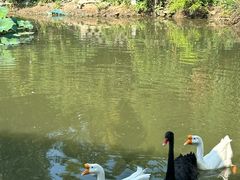 -观唐（国际）度假村温泉