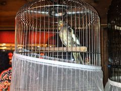 -小吊梨汤·北京菜(香山店)