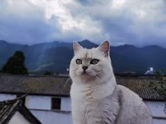 -喵屿·大理花园猫咖